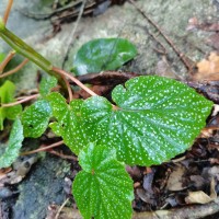 Begonia dipetala Graham